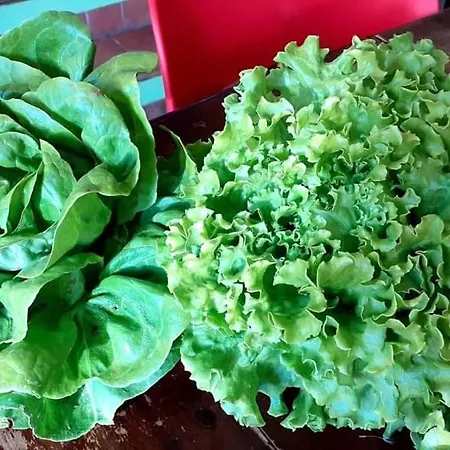 La Vecchia Quercia Restaurant Fornovo di Taro