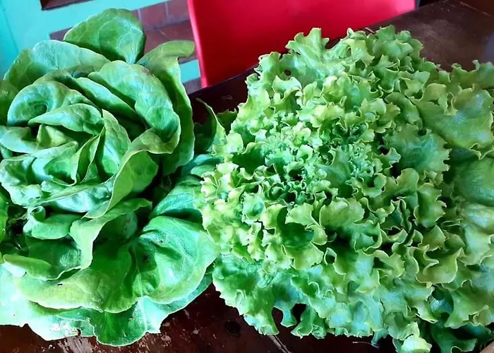 La Vecchia Quercia Restaurant Fornovo di Taro