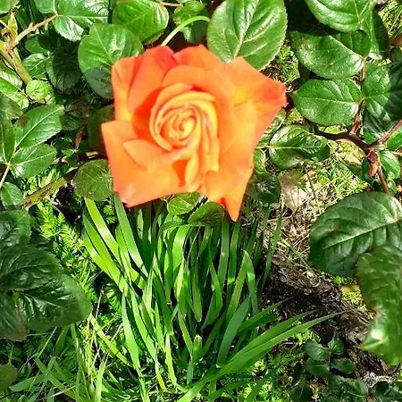 Bed & Breakfast La Vecchia Quercia Restaurant 3*