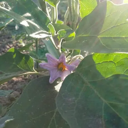 La Vecchia Quercia Restaurant Bed & Breakfast Fornovo di Taro