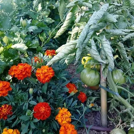 Bed & Breakfast La Vecchia Quercia Restaurant 3*