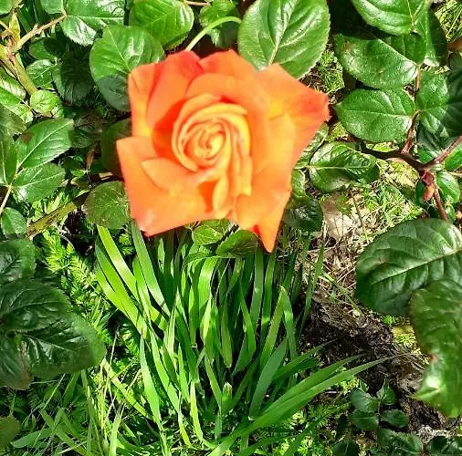 住宿加早餐酒店 La Vecchia Quercia Restaurant 3*