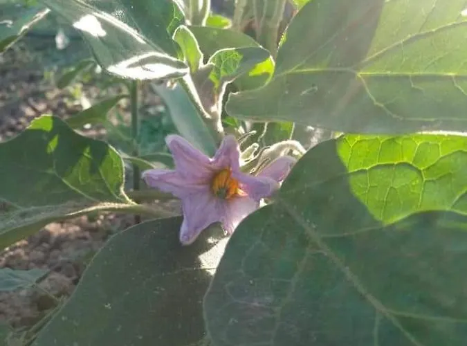 La Vecchia Quercia Restaurant Bed & Breakfast Fornovo di Taro