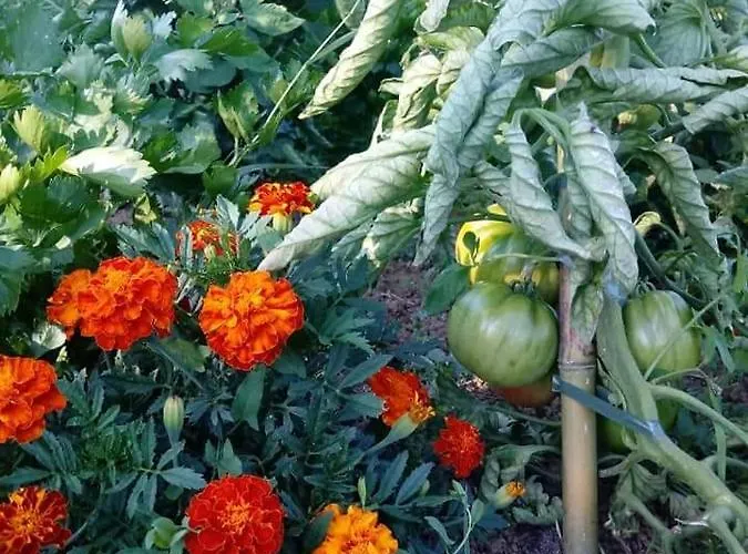 Bed & Breakfast La Vecchia Quercia Restaurant 3*