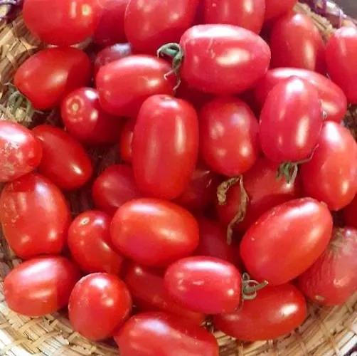 La Vecchia Quercia Restaurant Bed & Breakfast